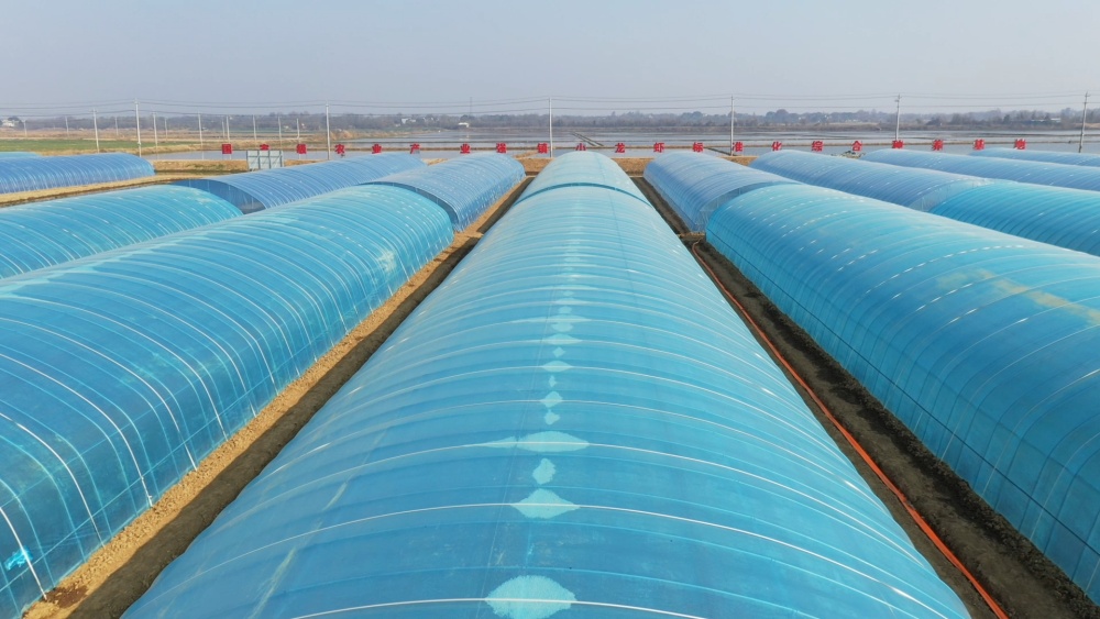 安徽桐城：培育“工厂化” 龙虾产业按下“[00_02_41][20241223-101347].jpg