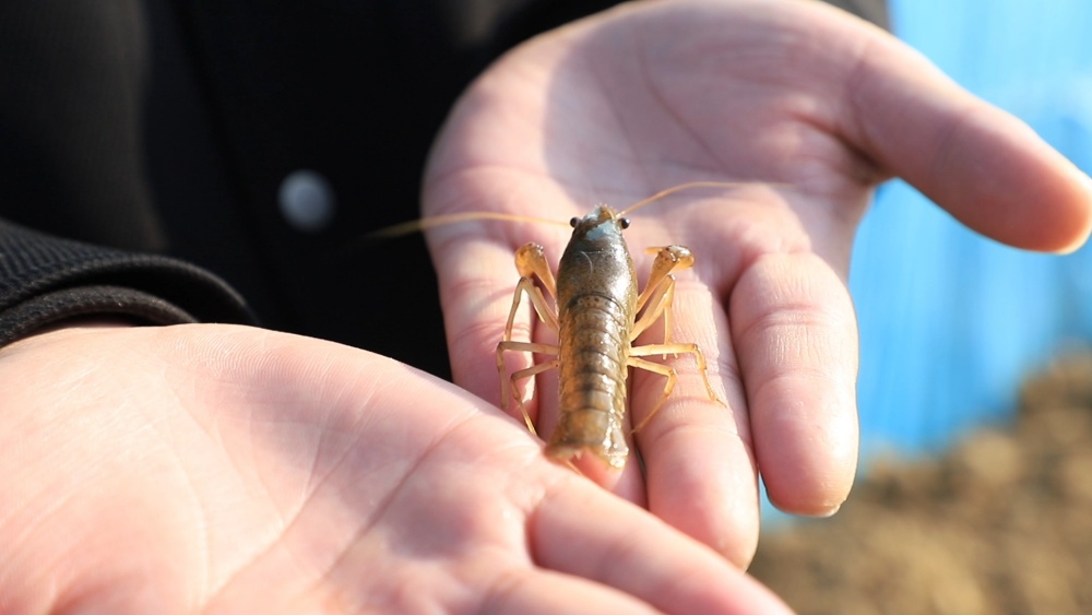 安徽桐城：培育“工厂化” 龙虾产业按下“[00_07_01][20241223-101427].jpg