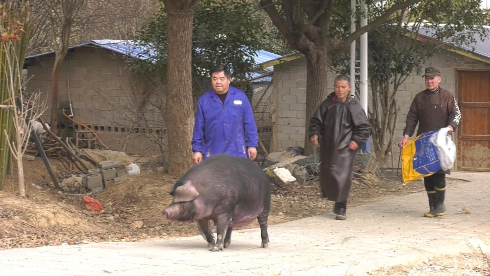 /uploads/image/2025/01/15/edea156b0ed07fbe7c1914d1b999539b.jpg 杀年猪2_副本2.jpg