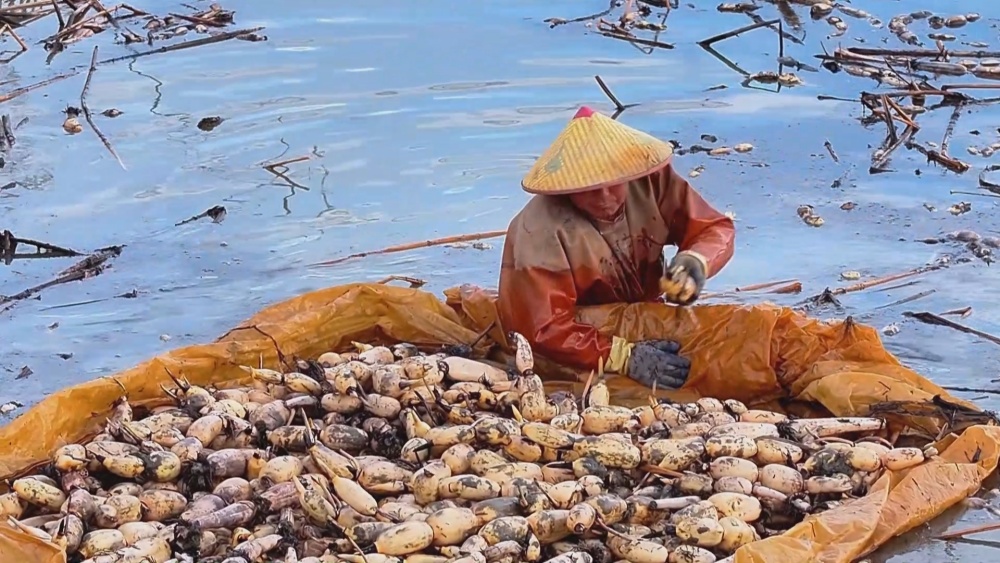 /uploads/image/2025/01/20/025a308cb6d835beeb9c3654a7873bf0.jpg 藕(1).jpg