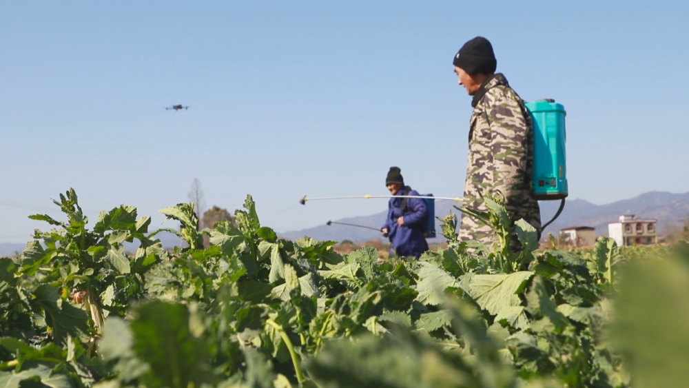 /uploads/image/2025/02/08/9fb8debf20d6bc7fdea1d58b63661e94.jpg 图为在农技人员的指导下,种植大户正在组织农户给在田油菜积极喷施叶面肥抵御寒潮1.jpg