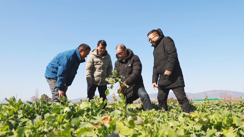 /uploads/image/2025/02/08/a181d7cfdbda0021c54a4e0f5754e3df.jpg 图为农技人员正在田间地头指导油菜种植大户应对此轮寒潮1.jpg