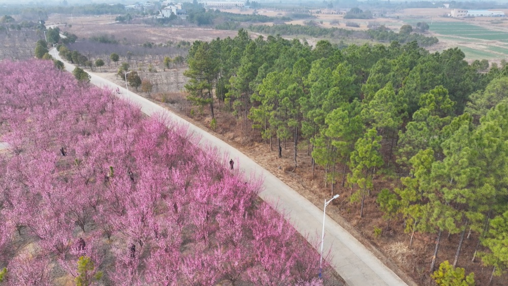 /uploads/image/2025/02/28/461272fd35d6e5d8d8f7bd901e097bdc.jpg 图为范岗镇棋盘岭村梅花基地1.jpg