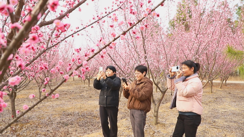 /uploads/image/2025/02/28/fdf884a08127f3296d19c8aafc242d3c.jpg 图为游人在范岗镇红梅基地里打卡游玩1.jpg