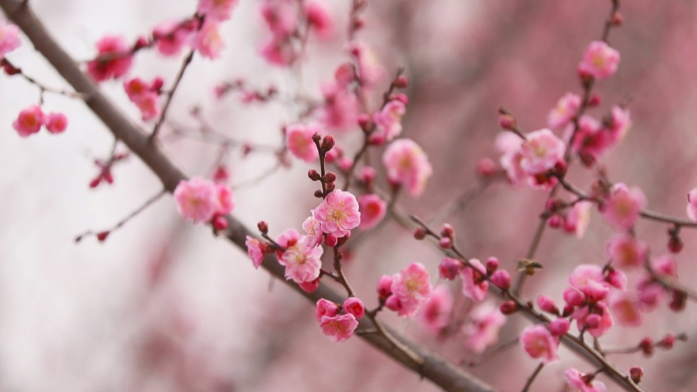 /uploads/image/2025/02/28/d5ce350779132df8d6ff456f593f2535.jpg 图为范岗镇梅花基地梅花盛开1.jpg