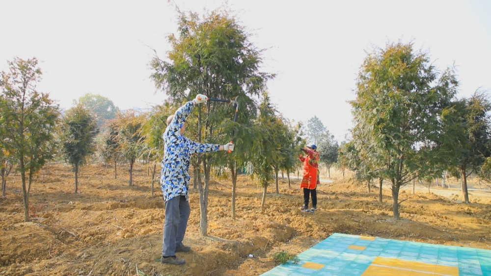 /uploads/image/2025/03/05/63bab7f5c27afcad6ff074acbbaec739.jpg 图为村民们正在红豆杉基地里进行管理工作.jpg