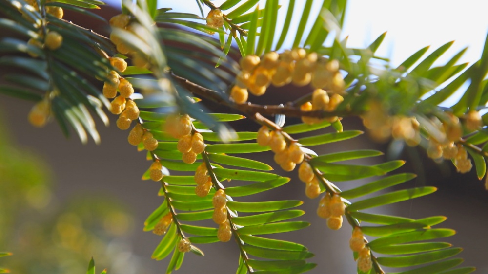 /uploads/image/2025/03/05/496daeeb36240793e9389ffddd5e642c.jpg 图为红豆杉挂满丰收的果实.jpg