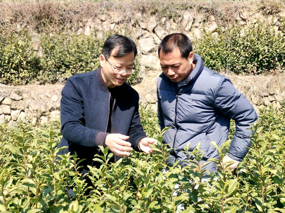 /uploads/image/2025/03/19/7253462439333958698f462b2775808e.jpg 齐汪林在茶园进行技术指导--(戴眼镜的是齐汪林)2.jpg