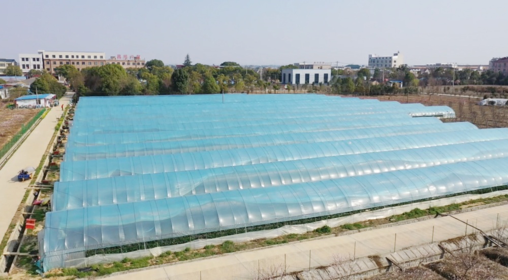 /uploads/image/2025/03/21/33911a9c51d1724d2794804f56190ef0.jpg 草莓大棚.jpg