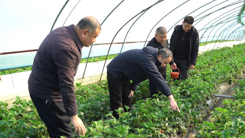 /uploads/image/2025/03/21/5e42d8228f485f9835f9eacf1db1cd42.jpg 农技人员指导.jpg