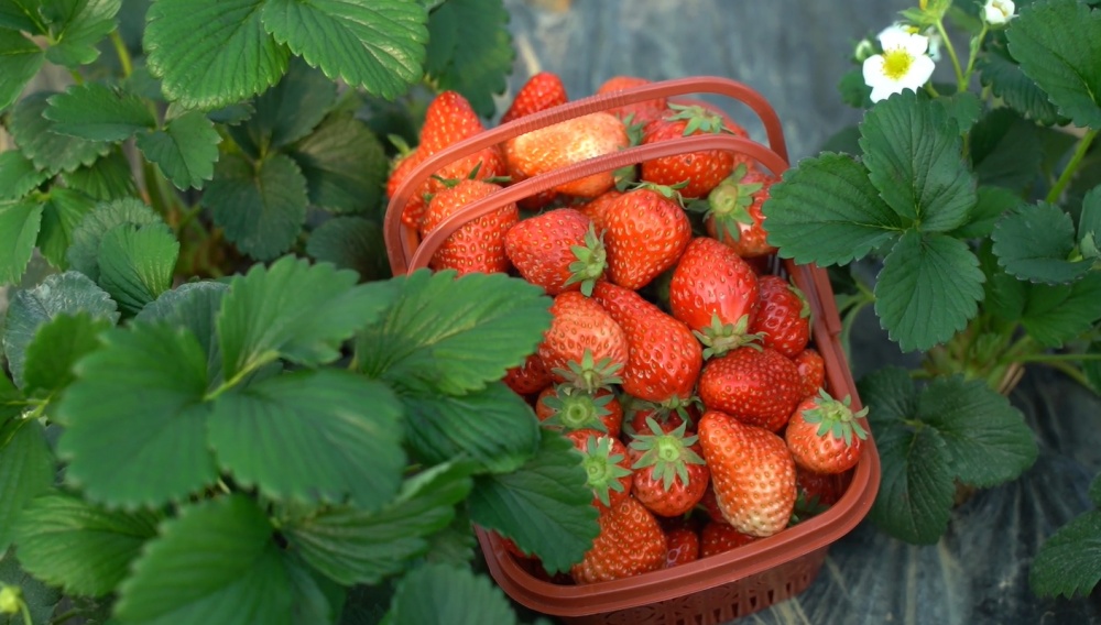 /uploads/image/2025/03/21/10f8f410e5d0b430e9fc1a131d5755a6.jpg 草莓丰收.jpg