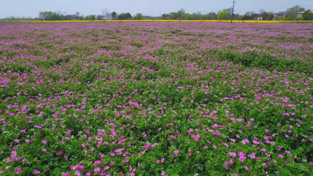 /uploads/image/2025/04/03/26632201487d0f7662c4f2cde41e0626.jpg 紫云英.jpg