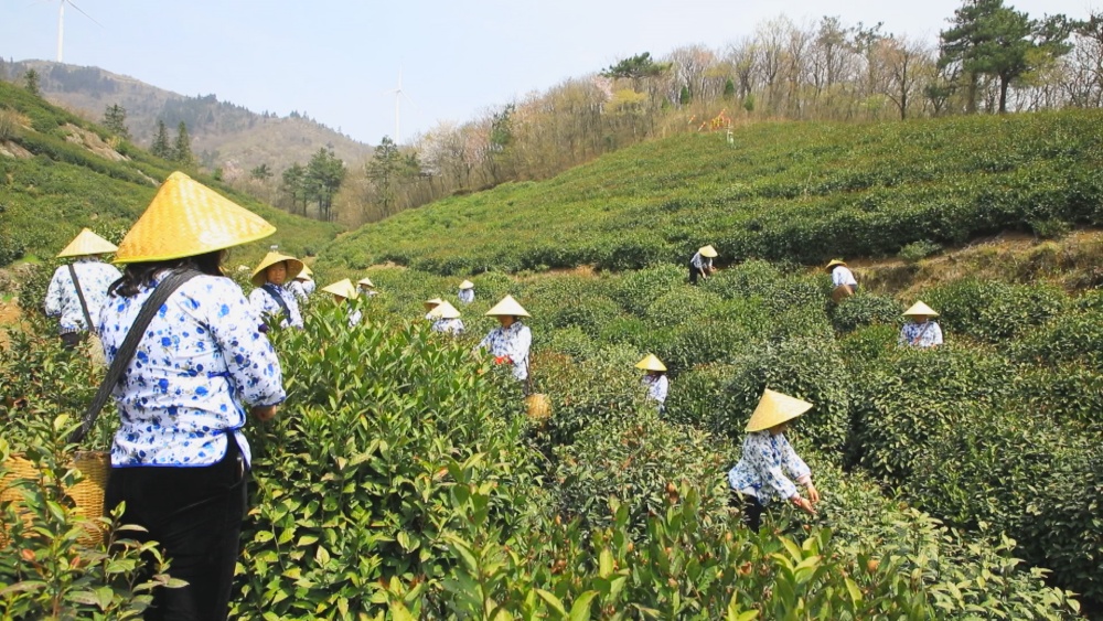 /uploads/image/2025/04/03/d1f714a50aa5c7b47660a1ab94f70e34.jpg 图为茶农们正在茶园里采茶忙.jpg
