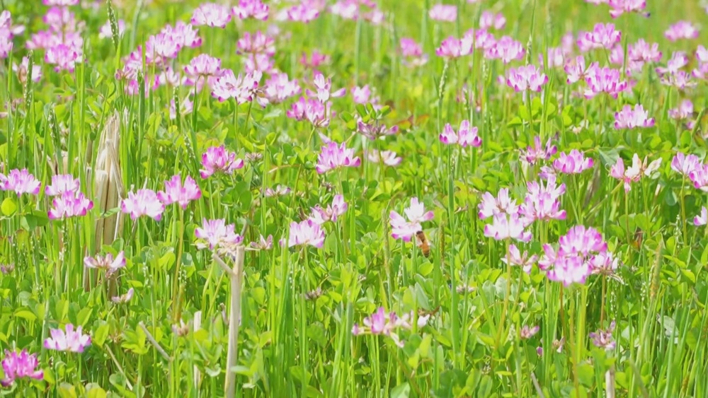 /uploads/image/2025/04/03/012fbc20df223266ca82a60af1ba4aa1.jpg 紫云英(1).jpg