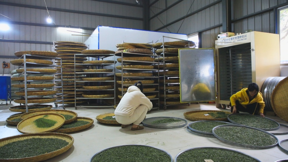 /uploads/image/2025/04/03/eb231e6f1cb5b6366658c120a3129fbc.jpg 图为茶厂制茶忙.jpg