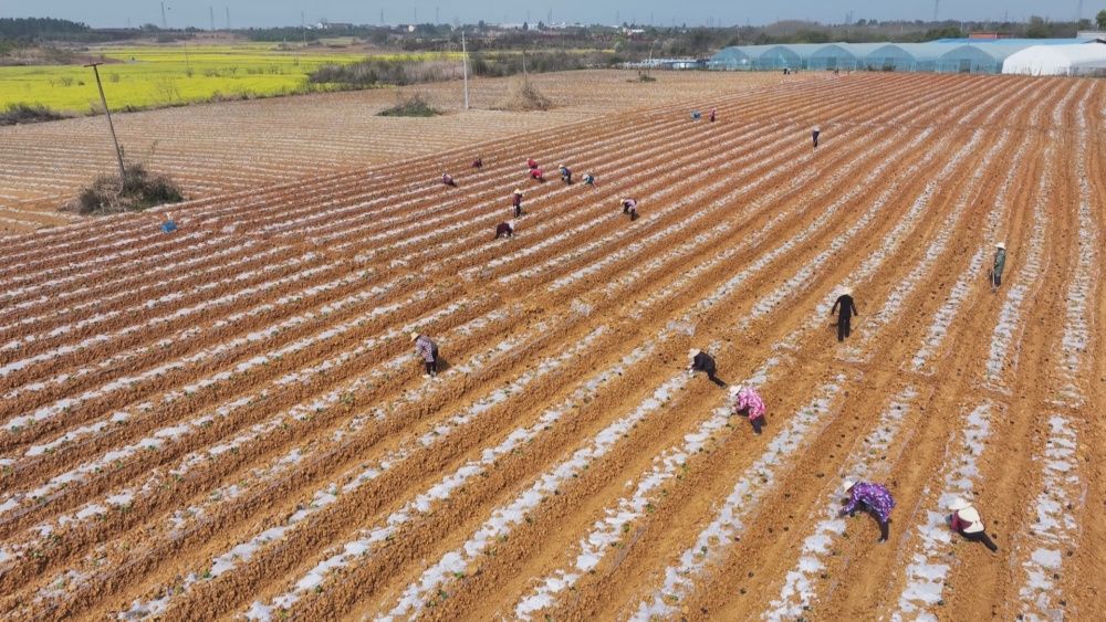 /uploads/image/2025/04/10/1211bd788551c4b979c354e8c7c234fe.jpg 小南瓜种植.jpg