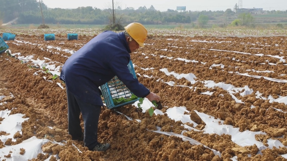 /uploads/image/2025/04/10/5573489b3c3f5592bd18a3ae396a053b.jpg 小南瓜种植(1).jpg