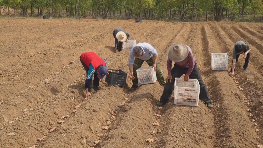 /uploads/image/2025/04/14/fa7e4c848647578ea04f26297ff0dfb7.jpg 生姜(1).jpg