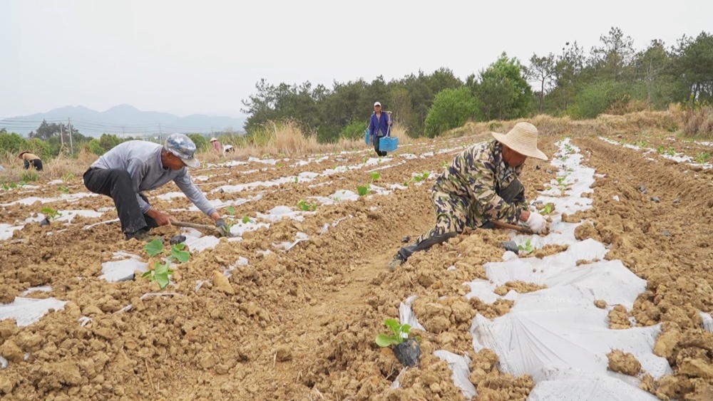 /uploads/image/2025/04/14/fb7433299099922dec67470f0b7f9eca.jpg 南瓜.jpg