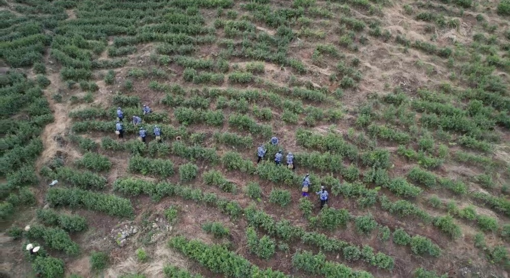 /uploads/image/2025/04/14/ce6d84d315863ee2875d69326e29cfea.jpg 向阳村.jpg