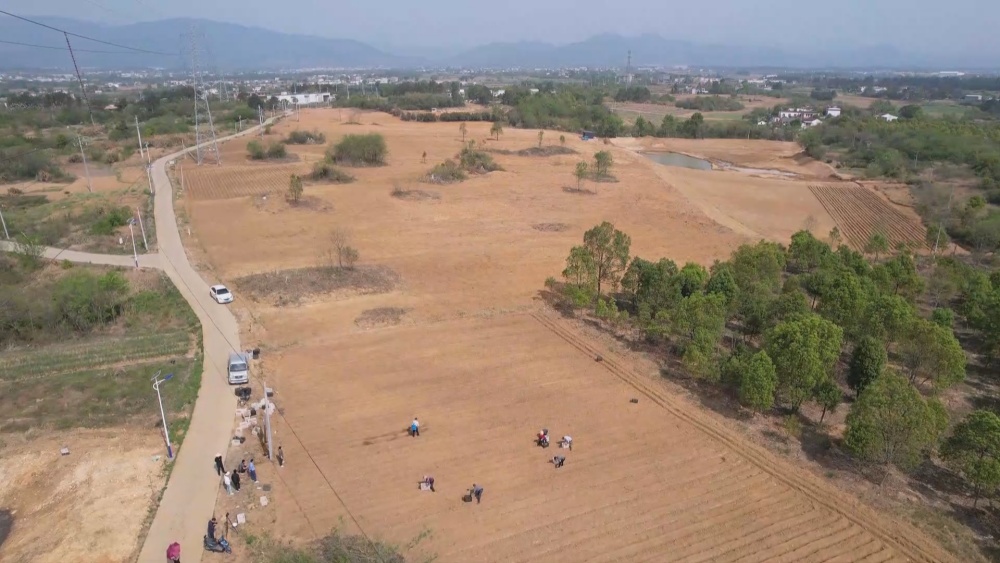 /uploads/image/2025/04/14/56527d33383a1b308bfe8d6b6b2b118e.jpg 生姜(2).jpg