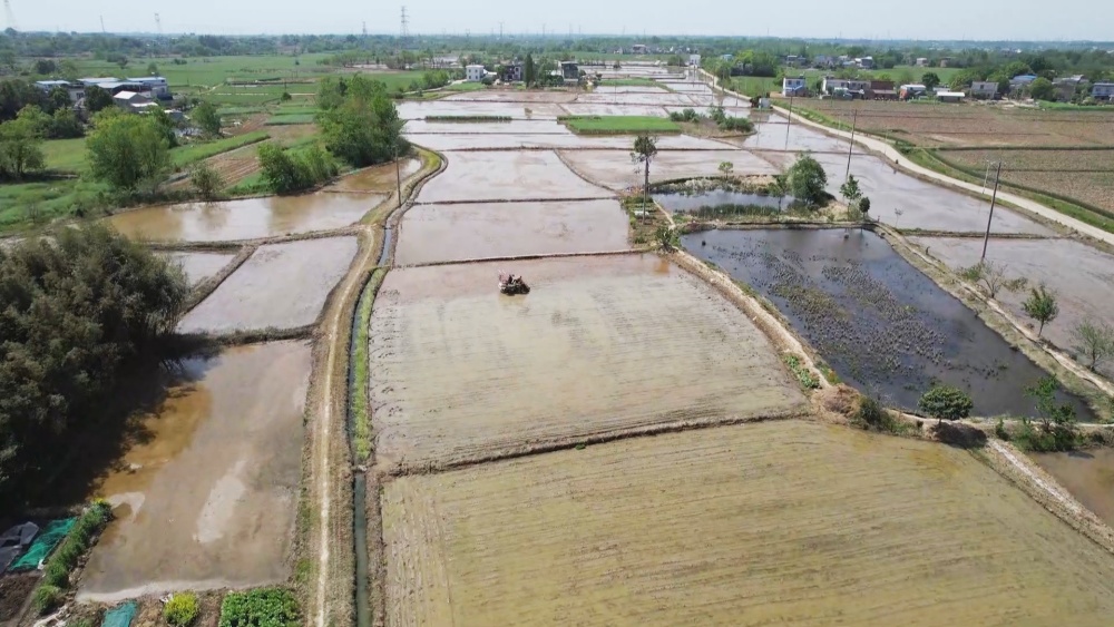 /uploads/image/2025/04/17/43ef8fe87015d9f538a9056c5a34e2ba.jpg 水稻.jpg