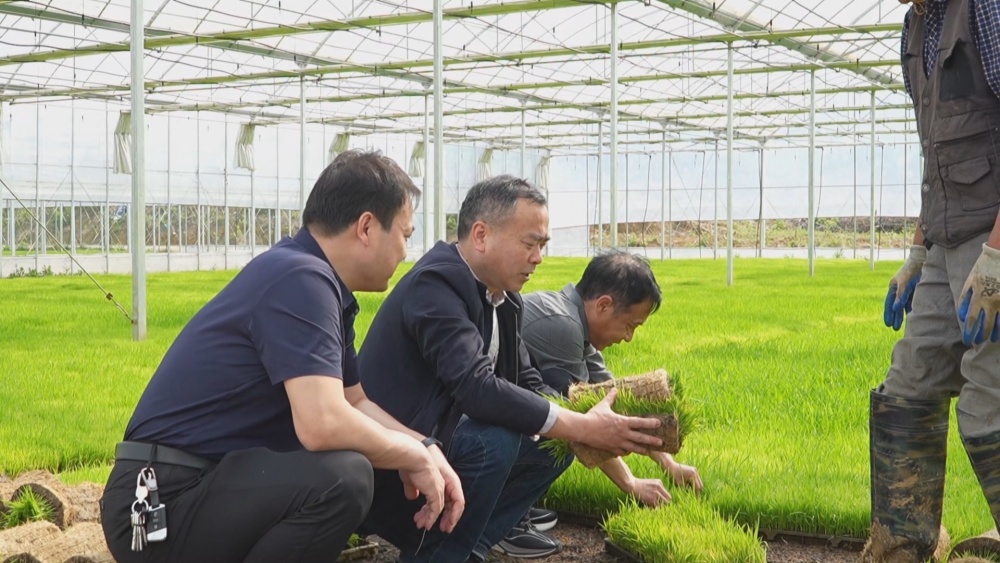 /uploads/image/2025/04/17/5ab7d129732c8bc25c2c614ece15c185.jpg 水稻(2).jpg