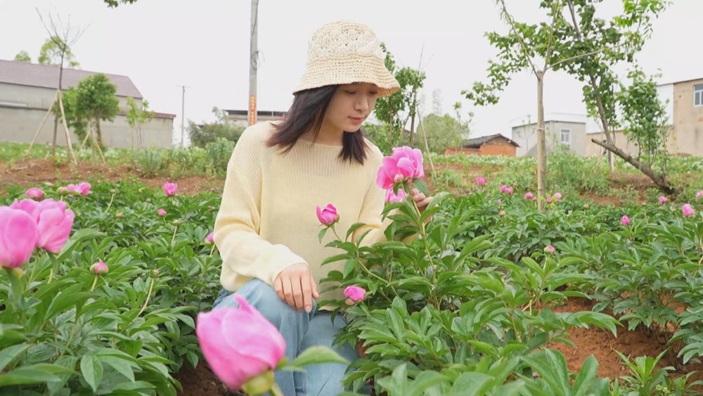 /uploads/image/2025/04/23/e88b9f347b961712aa12a85186c23ca1.jpg 芍药.jpg