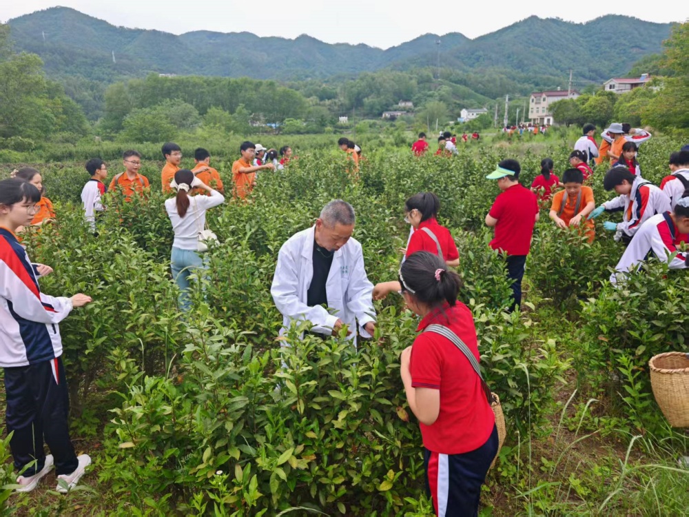 龙眠街道双溪村：寻访文脉茶香 体验非遗传承1_副本.jpg