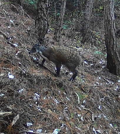 /uploads/image/2025/05/20/68efb28be4793021b5f3f96d7065f52b.png 1.png