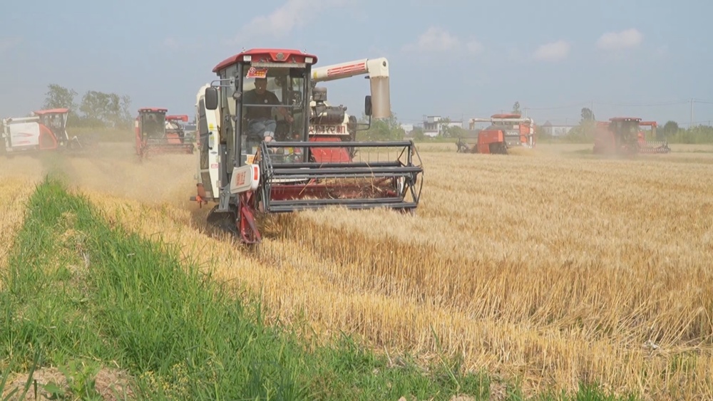 /uploads/image/2025/05/22/20f743d6422cfa0d9ea94d4779540417.jpg 小麦(3).jpg