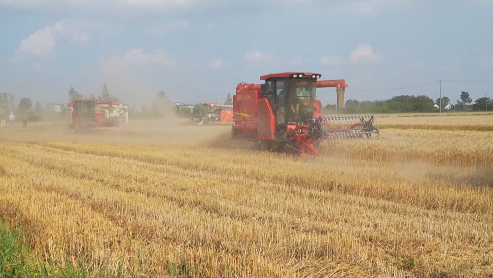 /uploads/image/2025/05/22/1ce8077e5e92c5df97549acec1a1e554.jpg 小麦(4).jpg