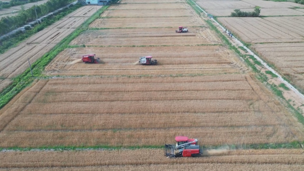 /uploads/image/2025/05/22/47c61066ba7f6a2fff8ef561fdd6127d.jpg 小麦(1).jpg