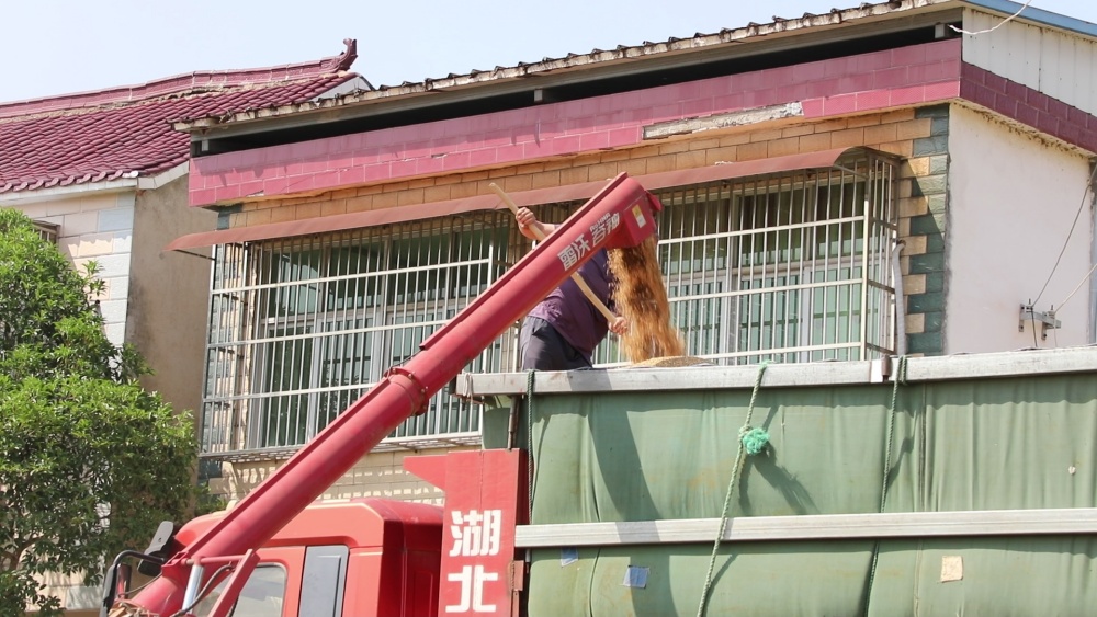 /uploads/image/2025/05/22/60c64f802e18c66335436107e06a982a.jpg 小麦收割.jpg