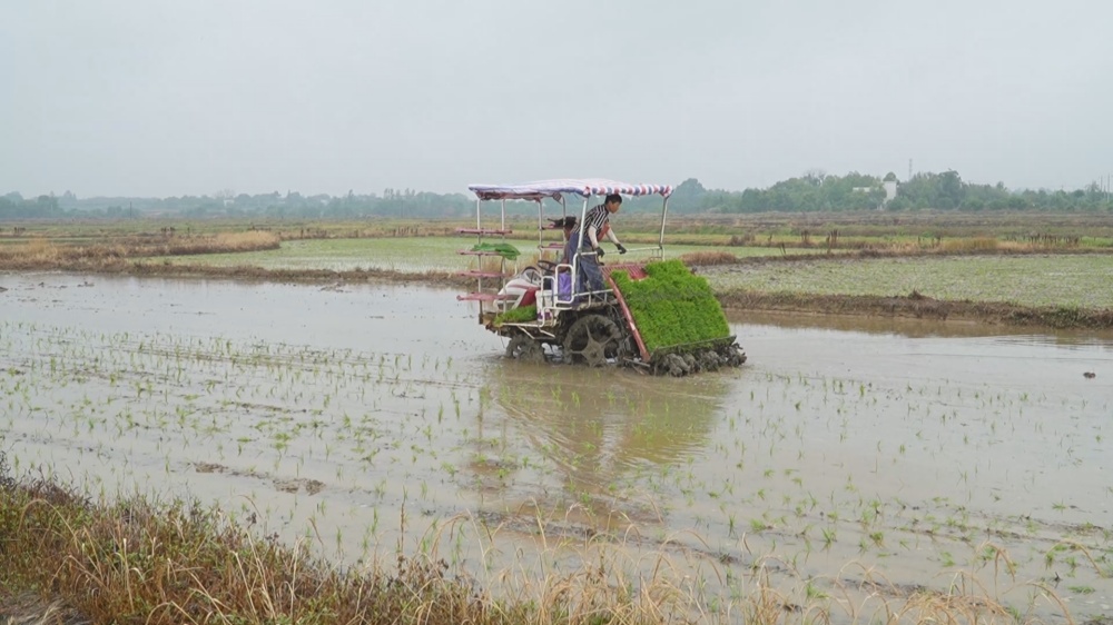 /uploads/image/2025/05/23/5ec349dc69d25dbb6695c14a247bbd0c.jpg 水稻 (1)_副本.jpg