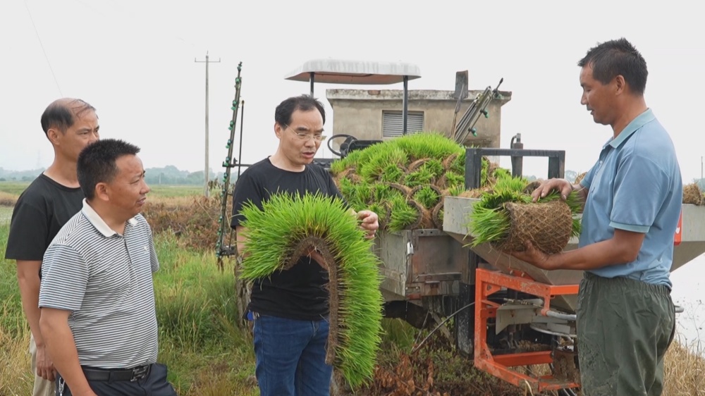 /uploads/image/2025/05/23/060b70506bcd30cd7375f8731eb32bbd.jpg 水稻_副本.jpg