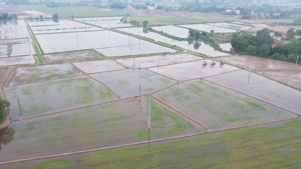 /uploads/image/2025/06/04/c99152c81614adb582078f4291afbc26.jpg 水稻.jpg