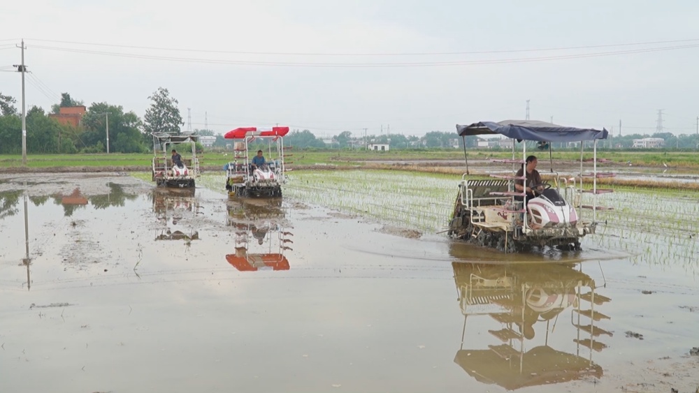 /uploads/image/2025/06/04/aa50497572d62d7db19b9d10564957d3.jpg 水稻(1).jpg