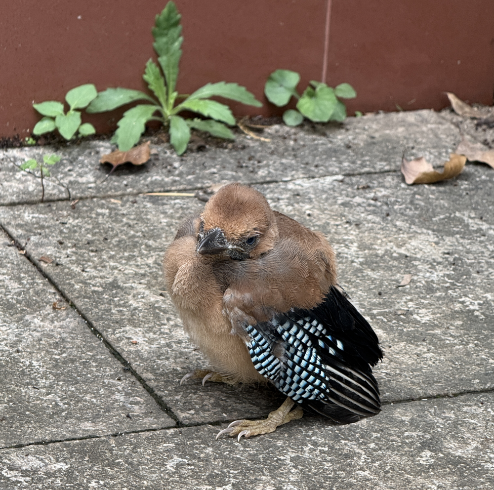 /uploads/image/2025/06/12/18990723551410328c0a558e0e801bb5.png BB805A2DE3E94286899A497271DB2CC1_副本.png