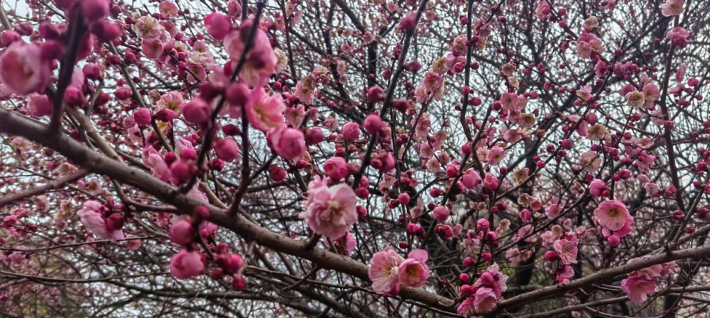 /uploads/image/2025/06/23/9f055e615e6440f0aa68ab36d037adf3.png 7_副本.png