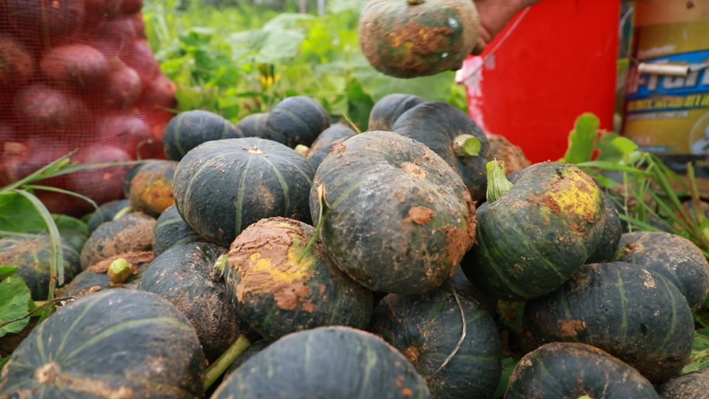 安徽桐城：贝贝南瓜迎丰收 特色种植促增收[00_04_59][20250625-162059].jpg