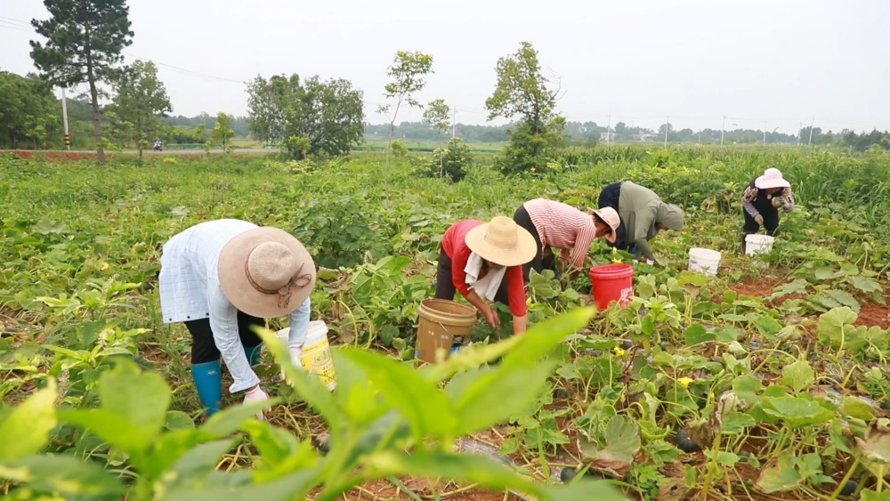 安徽桐城：贝贝南瓜迎丰收 特色种植促增收[00_05_06][20250625-162107].jpg