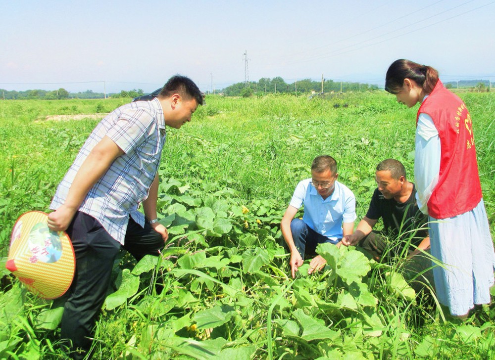 南瓜 (1)_副本.jpg