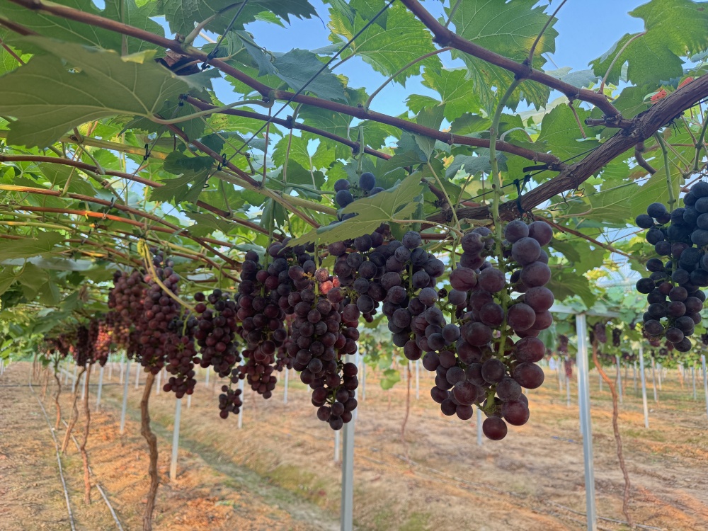 /uploads/image/2025/07/08/93080c0393752e7d49a8c914cbdeb200.jpg 6855813affa7bd70fff96825586d92b_副本.jpg