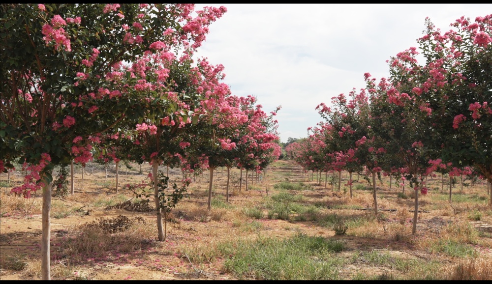 /uploads/image/2025/07/29/1f3ff5238f26b67fe0441f4008a744b1.jpg 微信图片_20250729110653.jpg