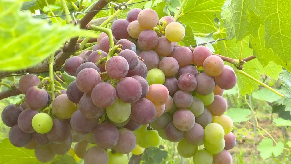 /uploads/image/2025/07/29/013c43dcd54bbdd87505a7675a427aca.jpg 白.jpg