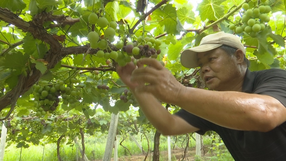 /uploads/image/2025/07/29/b1b5e8a517068946a48263ef97df6393.jpg 大关葡萄.jpg