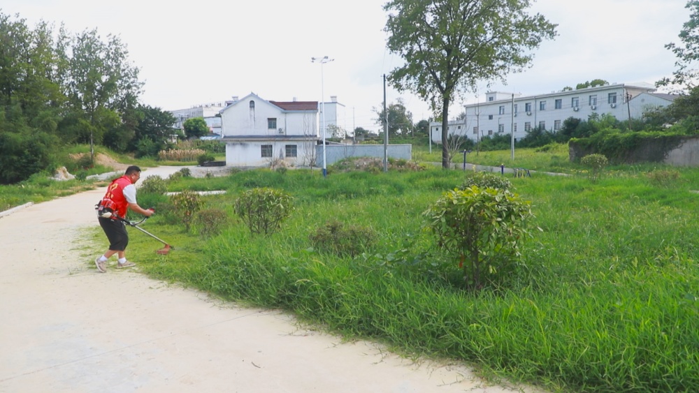 /uploads/image/2025/07/30/4ec78eb0f27f7bb04a8920a2b1abeafa.jpg 图为青草镇高山村工作人员正在清理杂草。.jpg