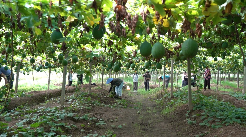 /uploads/image/2025/07/31/c0ff24b72c8dd35b4bad49f883ddd731.jpg 微信图片_20250730190635.jpg