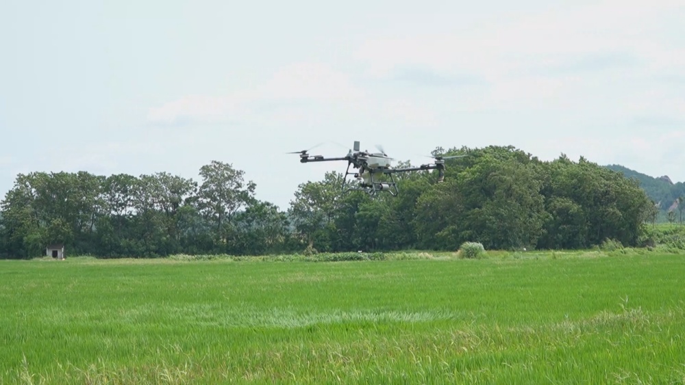 /uploads/image/2025/08/06/50102fd50595109f80a50c809c10df28.jpg 水稻.jpg